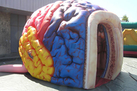 นิทรรศการอวัยวะจำลองสมองขนาดใหญ่พองยักษ์มนุษย์เต็นท์สมองใหญ่