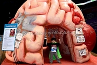 เต็นท์แบบจำลองสมองพอง นิทรรศการการประชุมทางการแพทย์ที่ทำให้พอง - Mega Brain