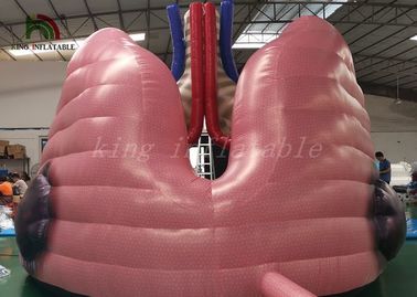 เครื่องเป่าอวัยวะจำลองปอดแบบจำลองการเป่าเนื้อเพื่อการศึกษาทางการแพทย์
